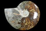Polished, Agatized Ammonite (Cleoniceras) - Madagascar #76093-1
